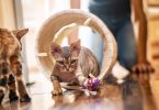 Top Things to Buy as a First-Time Kitten Parent